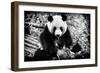 China 10MKm2 Collection - Giant Panda-Philippe Hugonnard-Framed Photographic Print