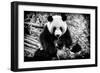 China 10MKm2 Collection - Giant Panda-Philippe Hugonnard-Framed Photographic Print