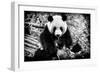 China 10MKm2 Collection - Giant Panda-Philippe Hugonnard-Framed Photographic Print