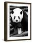 China 10MKm2 Collection - Giant Panda-Philippe Hugonnard-Framed Photographic Print