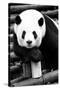 China 10MKm2 Collection - Giant Panda-Philippe Hugonnard-Stretched Canvas