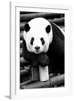 China 10MKm2 Collection - Giant Panda-Philippe Hugonnard-Framed Photographic Print