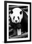 China 10MKm2 Collection - Giant Panda-Philippe Hugonnard-Framed Photographic Print