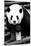 China 10MKm2 Collection - Giant Panda-Philippe Hugonnard-Mounted Photographic Print