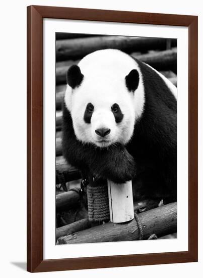 China 10MKm2 Collection - Giant Panda-Philippe Hugonnard-Framed Photographic Print