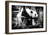 China 10MKm2 Collection - Giant Panda-Philippe Hugonnard-Framed Photographic Print