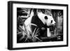 China 10MKm2 Collection - Giant Panda-Philippe Hugonnard-Framed Photographic Print