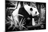 China 10MKm2 Collection - Giant Panda-Philippe Hugonnard-Mounted Photographic Print