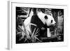 China 10MKm2 Collection - Giant Panda-Philippe Hugonnard-Framed Photographic Print