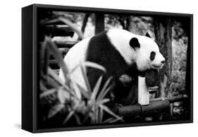 China 10MKm2 Collection - Giant Panda-Philippe Hugonnard-Framed Stretched Canvas