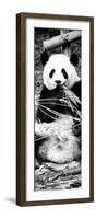 China 10MKm2 Collection - Giant Panda-Philippe Hugonnard-Framed Photographic Print