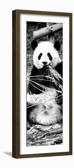 China 10MKm2 Collection - Giant Panda-Philippe Hugonnard-Framed Photographic Print