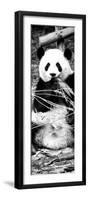 China 10MKm2 Collection - Giant Panda-Philippe Hugonnard-Framed Photographic Print