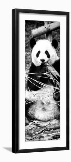 China 10MKm2 Collection - Giant Panda-Philippe Hugonnard-Framed Photographic Print