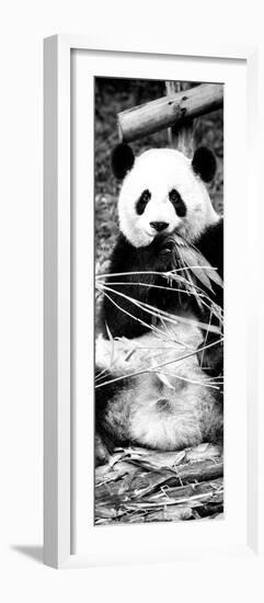 China 10MKm2 Collection - Giant Panda-Philippe Hugonnard-Framed Photographic Print