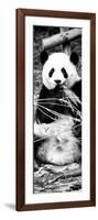 China 10MKm2 Collection - Giant Panda-Philippe Hugonnard-Framed Photographic Print