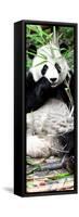 China 10MKm2 Collection - Giant Panda-Philippe Hugonnard-Framed Stretched Canvas