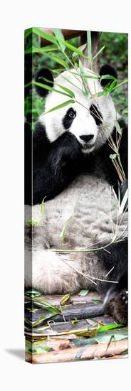 China 10MKm2 Collection - Giant Panda-Philippe Hugonnard-Stretched Canvas