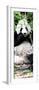 China 10MKm2 Collection - Giant Panda-Philippe Hugonnard-Framed Photographic Print