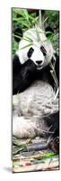 China 10MKm2 Collection - Giant Panda-Philippe Hugonnard-Mounted Photographic Print