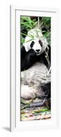 China 10MKm2 Collection - Giant Panda-Philippe Hugonnard-Framed Photographic Print