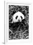 China 10MKm2 Collection - Giant Panda-Philippe Hugonnard-Framed Photographic Print