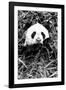 China 10MKm2 Collection - Giant Panda-Philippe Hugonnard-Framed Photographic Print