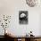 China 10MKm2 Collection - Giant Panda-Philippe Hugonnard-Photographic Print displayed on a wall