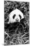 China 10MKm2 Collection - Giant Panda-Philippe Hugonnard-Mounted Photographic Print