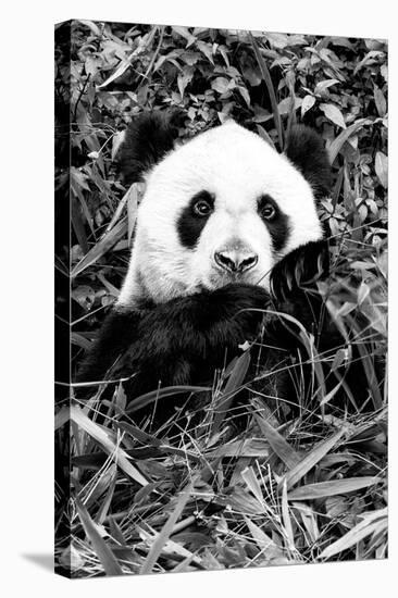 China 10MKm2 Collection - Giant Panda-Philippe Hugonnard-Stretched Canvas