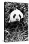 China 10MKm2 Collection - Giant Panda-Philippe Hugonnard-Stretched Canvas