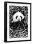 China 10MKm2 Collection - Giant Panda-Philippe Hugonnard-Framed Photographic Print