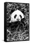 China 10MKm2 Collection - Giant Panda-Philippe Hugonnard-Framed Stretched Canvas