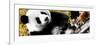 China 10MKm2 Collection - Giant Panda-Philippe Hugonnard-Framed Photographic Print