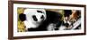 China 10MKm2 Collection - Giant Panda-Philippe Hugonnard-Framed Photographic Print