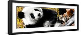 China 10MKm2 Collection - Giant Panda-Philippe Hugonnard-Framed Photographic Print