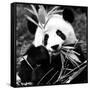 China 10MKm2 Collection - Giant Panda-Philippe Hugonnard-Framed Stretched Canvas