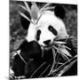 China 10MKm2 Collection - Giant Panda-Philippe Hugonnard-Mounted Photographic Print