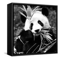 China 10MKm2 Collection - Giant Panda-Philippe Hugonnard-Framed Stretched Canvas