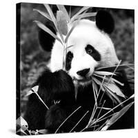 China 10MKm2 Collection - Giant Panda-Philippe Hugonnard-Stretched Canvas