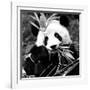 China 10MKm2 Collection - Giant Panda-Philippe Hugonnard-Framed Photographic Print