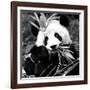 China 10MKm2 Collection - Giant Panda-Philippe Hugonnard-Framed Photographic Print