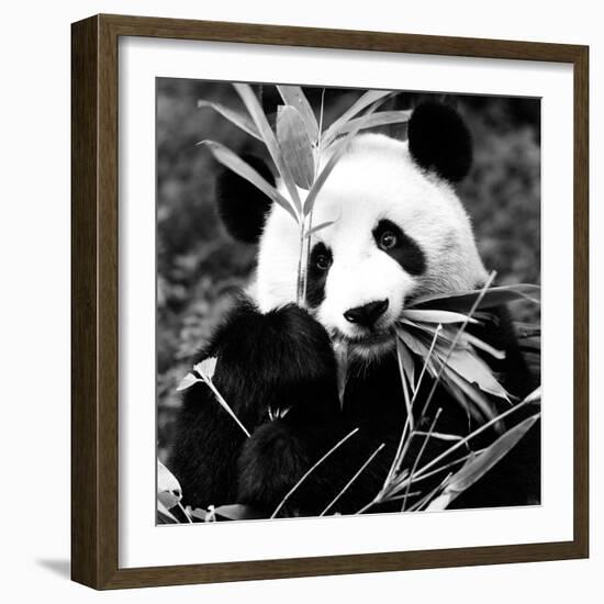 China 10MKm2 Collection - Giant Panda-Philippe Hugonnard-Framed Photographic Print