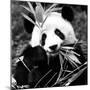 China 10MKm2 Collection - Giant Panda-Philippe Hugonnard-Mounted Photographic Print