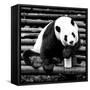 China 10MKm2 Collection - Giant Panda-Philippe Hugonnard-Framed Stretched Canvas