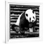 China 10MKm2 Collection - Giant Panda-Philippe Hugonnard-Framed Photographic Print