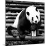 China 10MKm2 Collection - Giant Panda-Philippe Hugonnard-Mounted Photographic Print