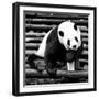 China 10MKm2 Collection - Giant Panda-Philippe Hugonnard-Framed Photographic Print