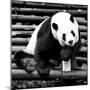 China 10MKm2 Collection - Giant Panda-Philippe Hugonnard-Mounted Photographic Print