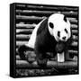 China 10MKm2 Collection - Giant Panda-Philippe Hugonnard-Framed Stretched Canvas